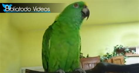 Watch The Parrot That Sings And Praises God Amazing Christian Videos