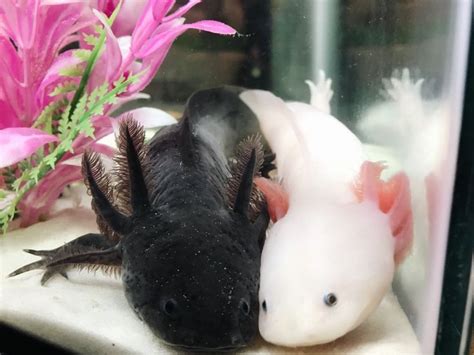 The Golden Gills — Posing In 2021 Axolotl Cute Cute Baby Animals