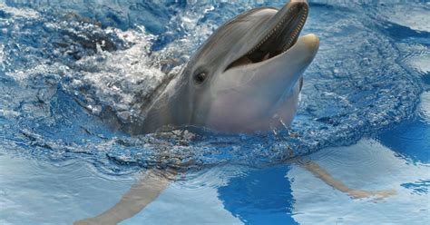Dying Dolphins Keep Washing Up On The Atlantic Heres What Could Be