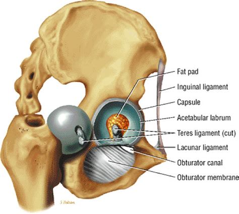 The Hip Teachme Orthopedics