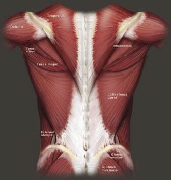 Check out pictures and diagram related to bones, organs, senses, muscles and much more. 12. Functional Anatomy by Joint Action and Exercise: Upper ...