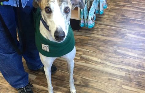 Reddit gives you the best of the internet in one place. Home | Greyhound Pets of America Wisconsin