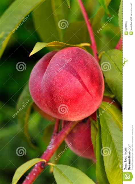 Sweet Peach Fruits Growing On A Peach Tree Branch Royalty