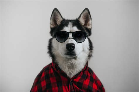 Cool Dog Stock Photo Download Image Now Istock