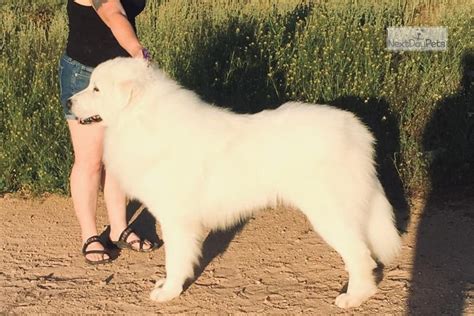 Clt Pyrenees Boy Great Pyrenees Puppy For Sale Near Inland Empire
