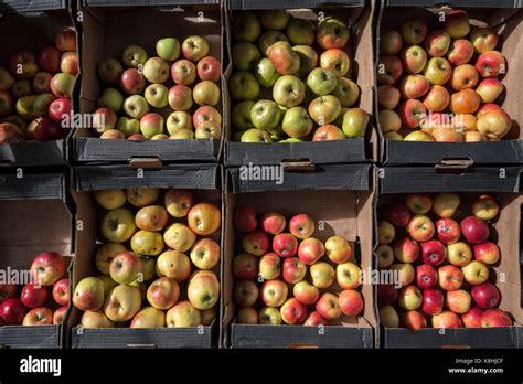 Apple Boxes Hi Res Stock Photography And Images Alamy