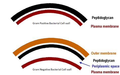 They have a wide range of shapes. Differences between Gram positive and Gram Negative ...