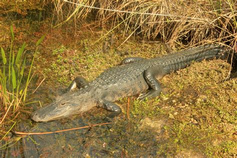 American Alligator Reptiles And Amphibians Animals Good Free