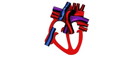 Archivo Obj Corazón Anatómico 🎒・objeto Para Impresora 3d Para Descargar