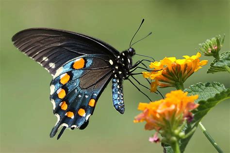 Blue Yellow And White Butterfly On Yellow Flower Hd Wallpaper