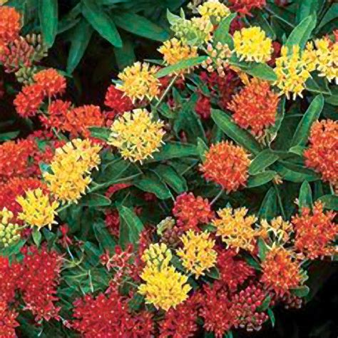Check spelling or type a new query. Deer Resistant Plants - Official Blog of Park Seed