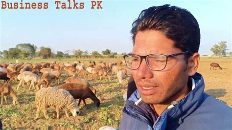 turkey dumba farming in pakistan sheep farming in pakistan sheep and turkey farming youtube