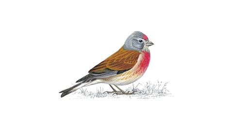 And, it just takes an numbers of native birds have plummeted, with 19million fewer pairs of breeding birds in the uk. Linnet Bird Facts | Carduelis Cannabina - The RSPB | Bird ...