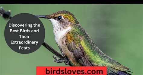 Discovering The Best Birds And Their Extraordinary Feats