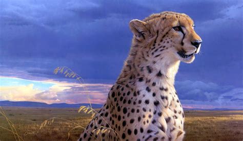 Cheetah Wallpaper Hd ·① Wallpapertag