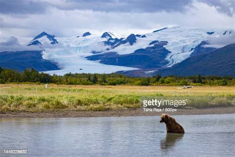 Anchorage Bear Photos And Premium High Res Pictures Getty Images