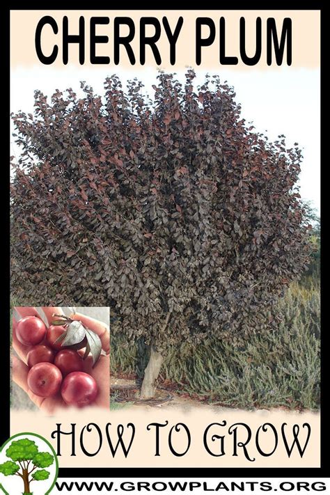 The process takes a long time, but your patience and effort will be rewarded with a plum tree seedling in spring. Cherry plum - How to grow & care (With images) | How to ...