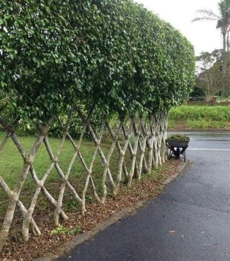 Awesome Natural Criss Cross Fence Made Out Of Trees Roddlysatisfying