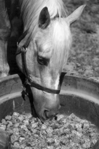 Alfalfa pellets are an effective nutrition delivery system. Alfalfa Cubes for Horses | Animal & Food Sciences