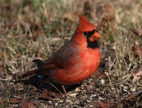 Northern Cardinal Male Eating Henry T Mclin Flickr