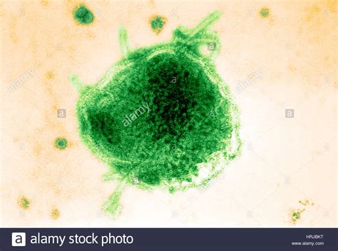 Enveloped Rna Virus High Resolution Stock Photography and Images - Alamy