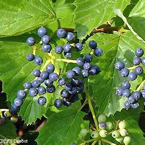 This is one of my favorite viburnums for its ability to thrive in shaded, dry locations as an understory shrub. Downy Arrowhead, Viburnum rafinesquianum Schult.