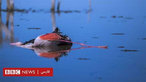 تالاب میانکاله؛ مرگ مشکوک هزاران پرنده مهاجر Bbc News فارسی