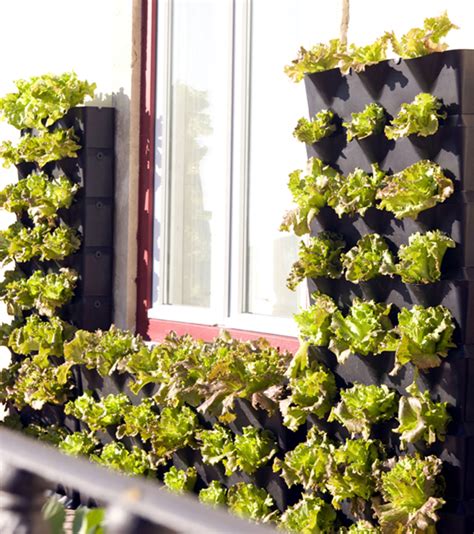 What plants to choose for your balcony garden. Mini Vertical Garden for Balcony, Patio, or Kitchen ...