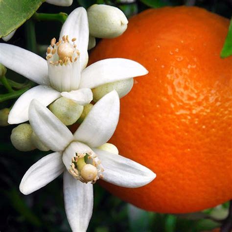 Australia's best artificial flowers, plants and trees. Orange Blossom Flower Water - Tun-Asia International ...