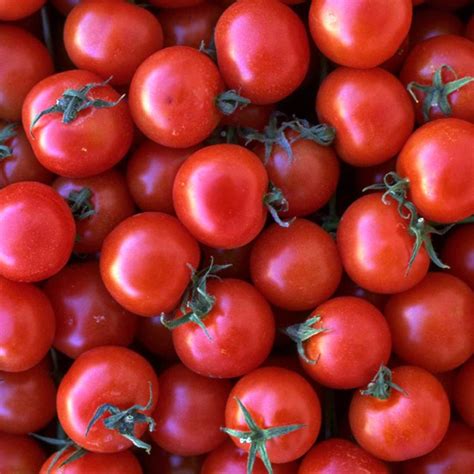 You might be ready to graduate your tomato plants to the garden, but transplanting tomato seedlings a second time only makes them stronger. TOMATO Riesentraube | Tomato, Grape bunch, Best fruits