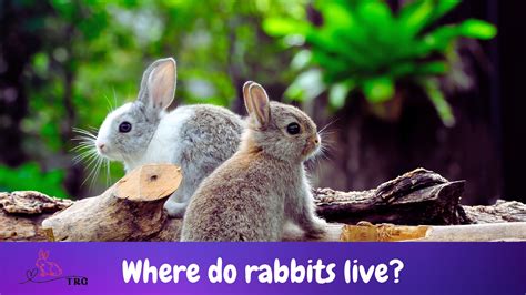 Where Do Rabbits Live Understanding Rabbit Habitats