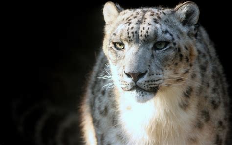 735521 Big Cats Snow Leopards Glance Rare Gallery Hd Wallpapers
