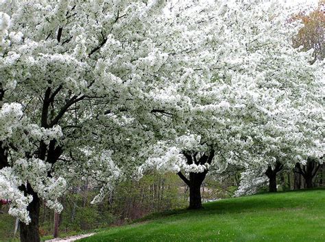 Row Of Ornamental Cherry Trees Flowering Trees White Flowering Trees