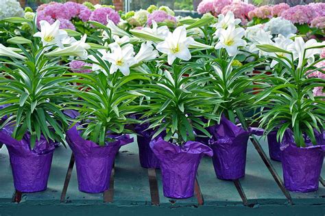 How To Transplant And Care For Easter Lilies After Blooming