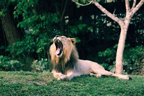 23 Interesting Facts About Lions That You Didnt Know