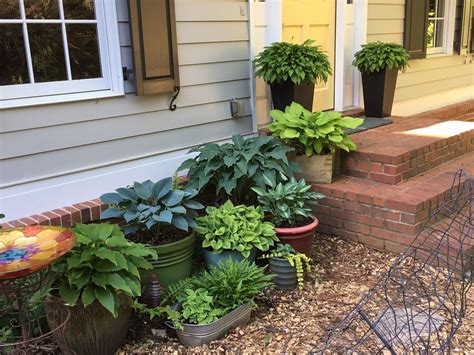 Potted Hostas In Front Container Garden Container Gardening Plants