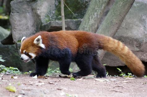 Red Panda Bear Giant Panda Conservation Center Chengdu China Stock