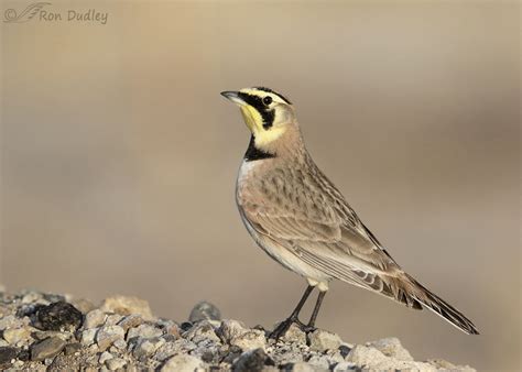 My First Horned Lark Photos Of The Year Feathered Photography