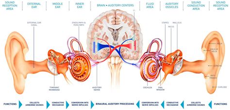 How the Ear Works