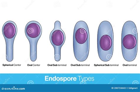 Endospores Stock Illustrations 373 Endospores Stock Illustrations