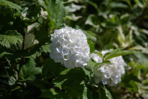 13 Bold White Flowering Shrubs And Bushes Uk