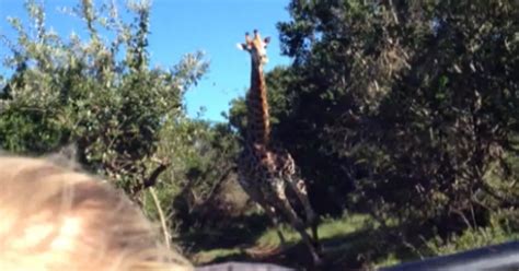 Crazed Giraffe Chases Jeep During African Safari