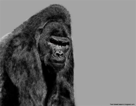 Gorillas Wallpapers Wallpaper Cave