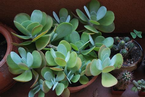 Filesucculent Plant Wikimedia Commons