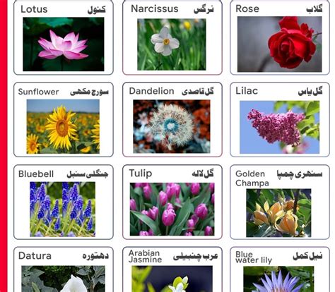 Flowers Name Summer Flowers Names Of The Best Summer Flowers 2017