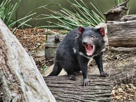 Australian Reptile Park - Discount Tickets, Prices, Address & Hours