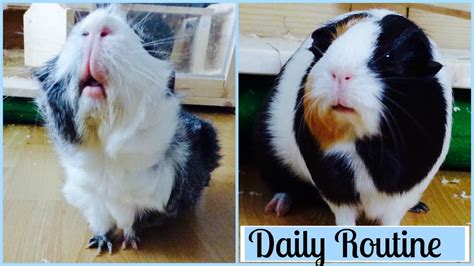 Daily Guinea Pig Routine Youtube