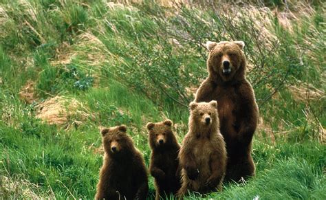 Brown Bear Species South Of Canada ~ Planetanimalzone