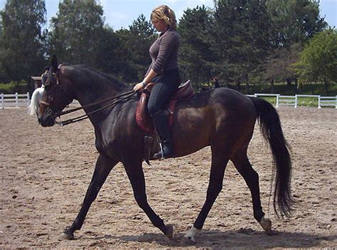 horses lovers anglo karachai anglo kabarda anglo arabian andravida andean andalusian horse