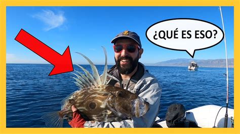 🐟⛵ Pesca Desde Embarcacion Fondeada Gallopedro Gallo De San Pedro Y